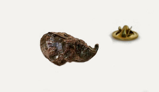 Bronze Oyster Shell Pin